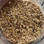 Visite de la ferme de Monsieur et Madame Fourmy, dans l'Ain. Paysans-meuniers-pastiers 