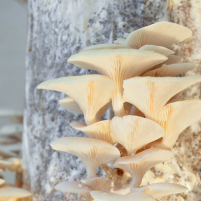 PermaFungi – des pleurotes bio et de l’économie circulaire
