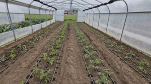 Rencontre maraichage bio 2025 (LUX) - visuel