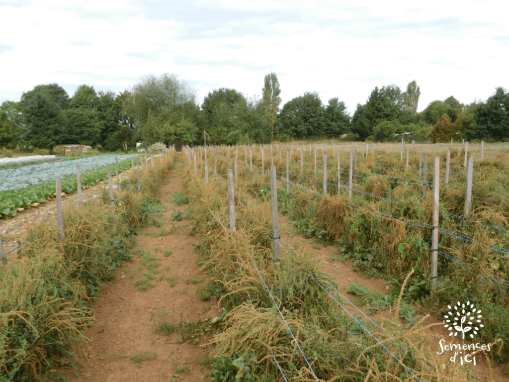 Dossier technique: production de semences de betterave