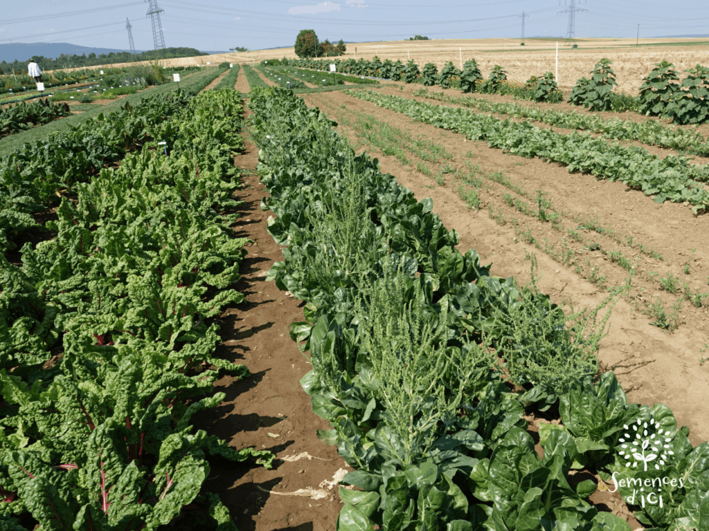 production de semences de bette