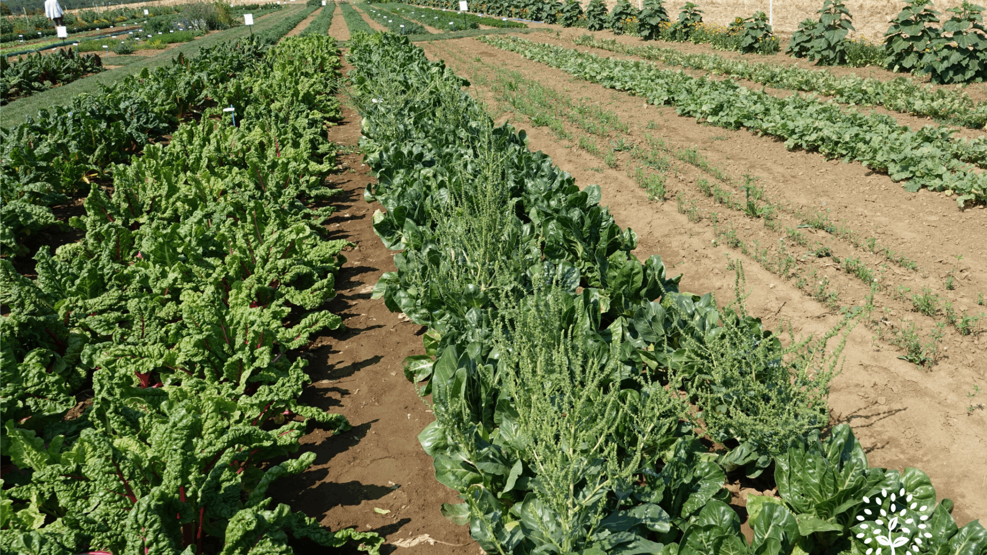 production de semences de bette