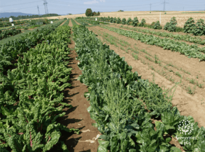 production de semences de bette