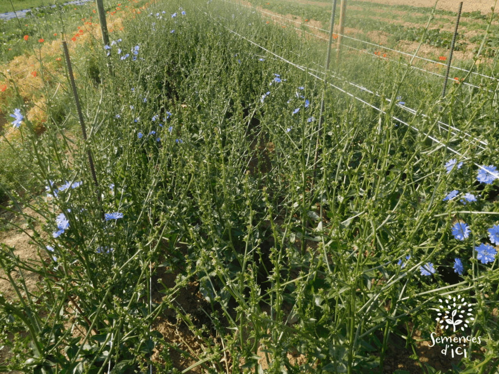 rang de chicorée frisée monté en fleur et en graine