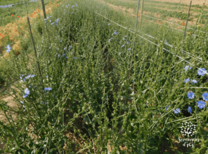 rang de chicorée frisée monté en fleur et en graine