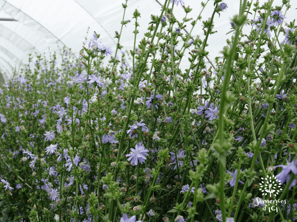 fleurs et montée en graine de plants de chicorée amère