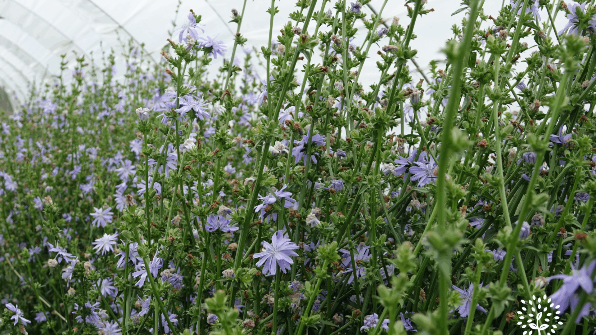 fleurs et montée en graine de plants de chicorée amère
