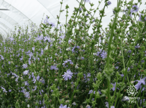 fleurs et montée en graine de plants de chicorée amère