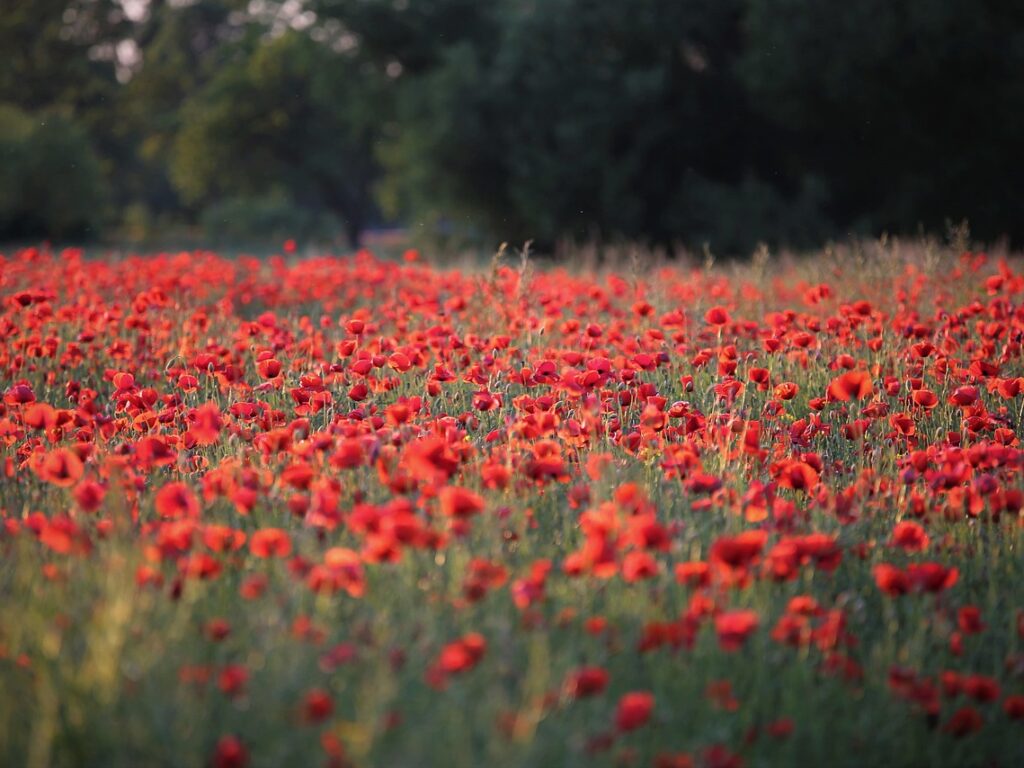 L’Allemagne, une inspiration pour la Wallonie ?