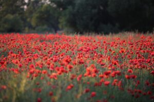 L’Allemagne, une inspiration pour la Wallonie ?