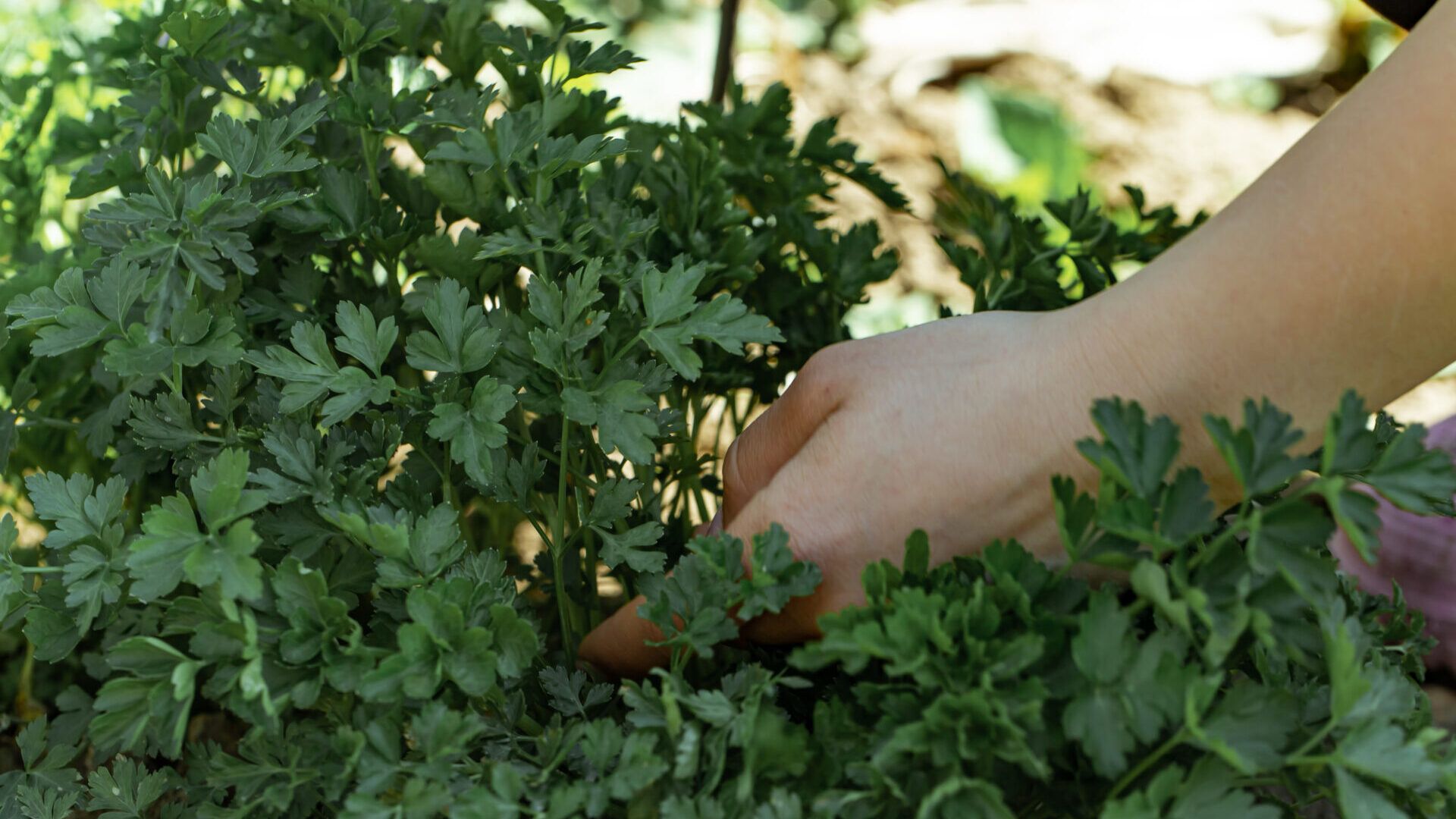 Le climat change, quelles opportunités pour la filière PAM ?