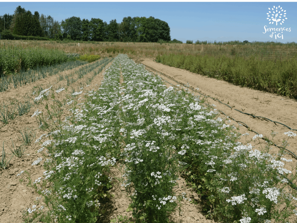 Dossier technique: production de semences de coriandre