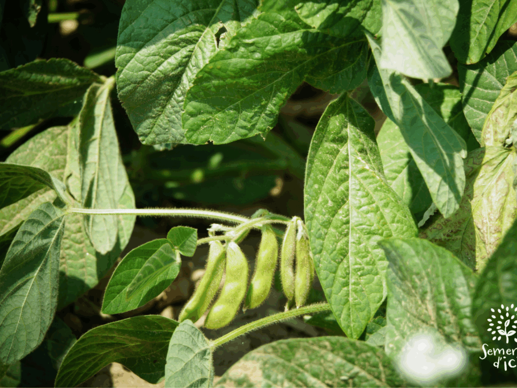 Dossier technique: production de semences d&rsquo;Edamame