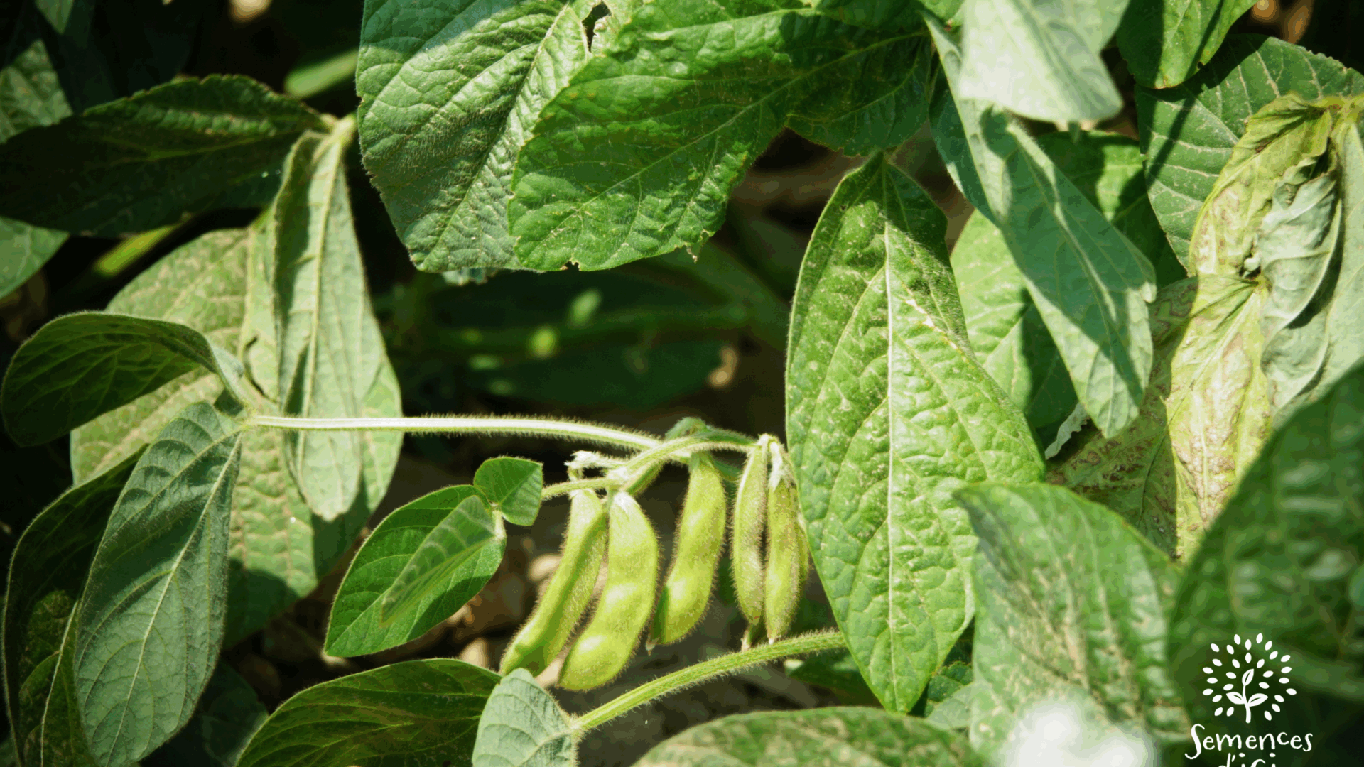 Outils techniques – BioCérès