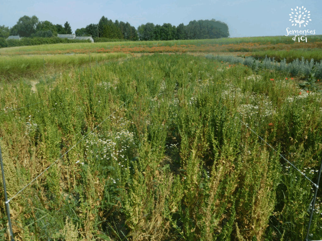 Dossier technique: production de semences d&rsquo;Épinard