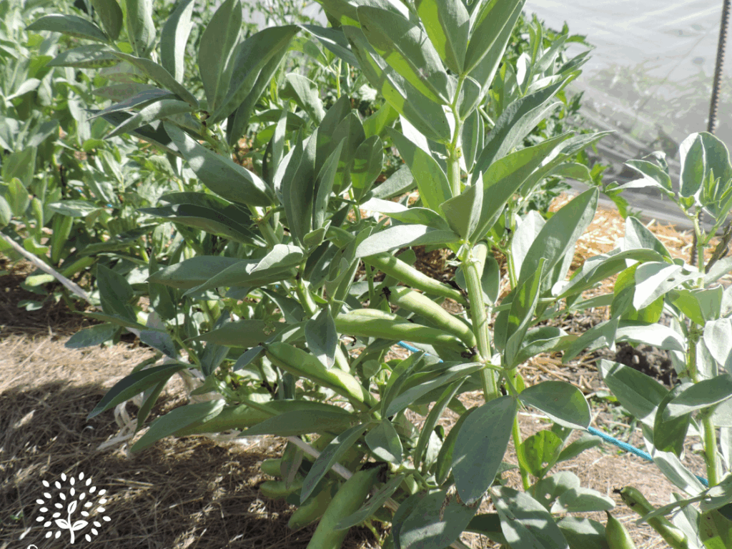 Dossier technique: production de semences de fève