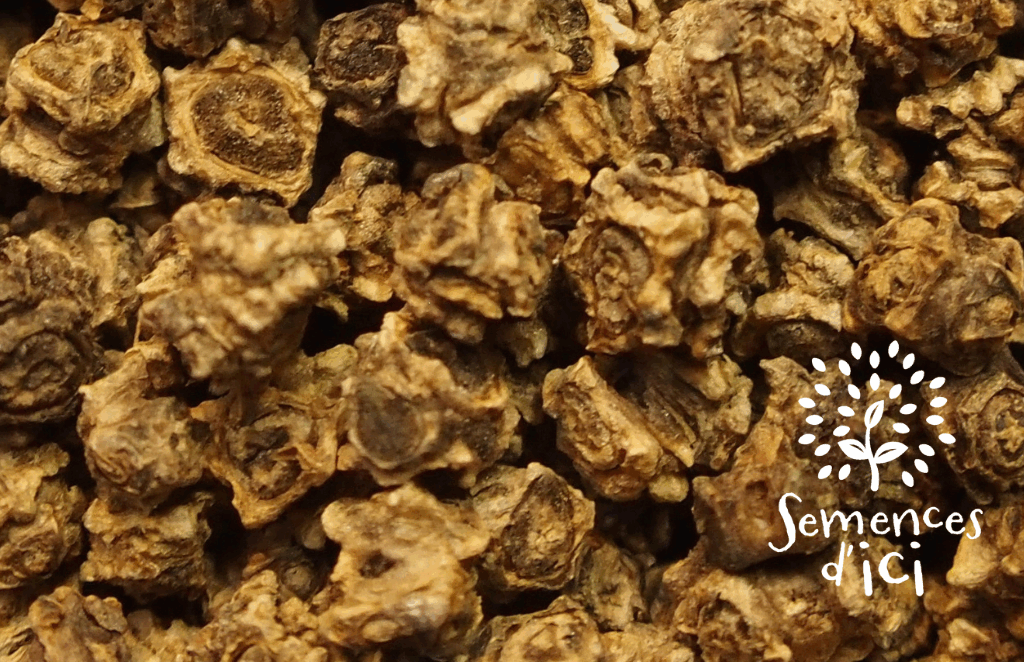 Vers un juste prix des semences ?  Données, outils et exemples pour une  évaluation du coût de production et de la  valeur d’une culture de semences