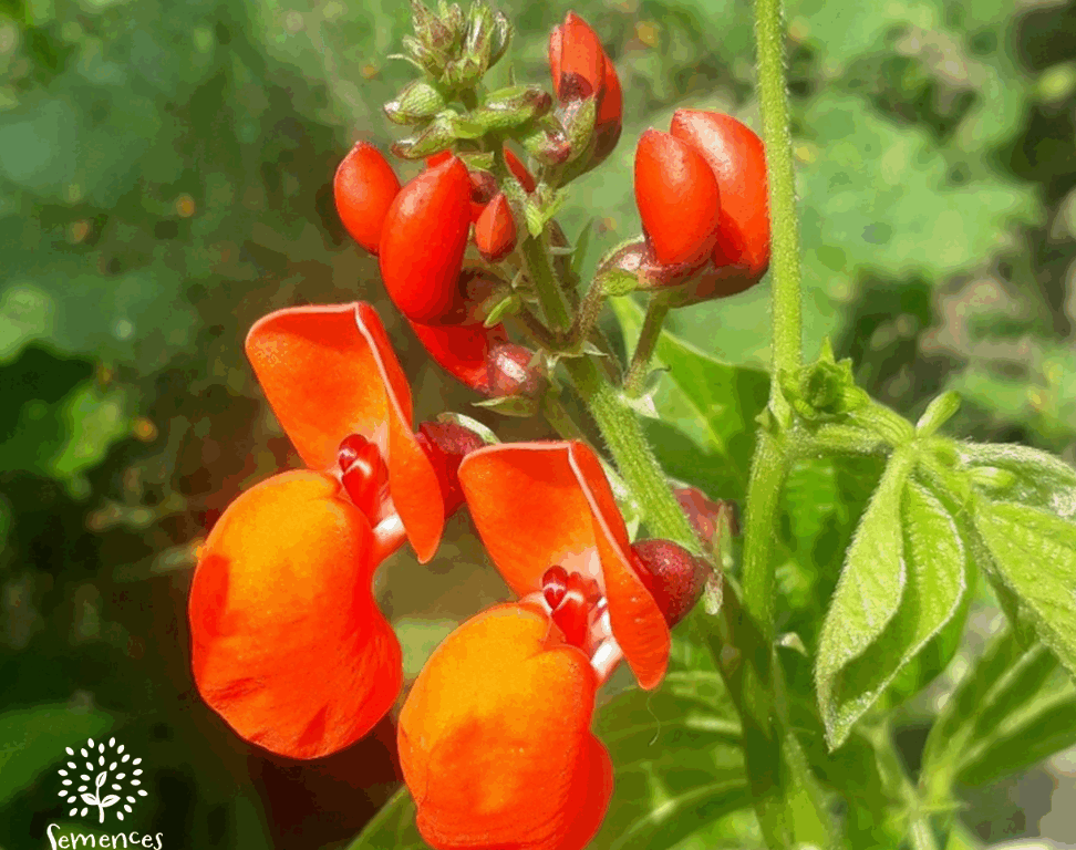 Dossier technique: production de semences de Haricot d&rsquo;Espagne