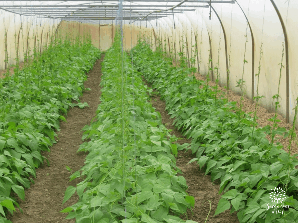 Dossier technique: production de semences de haricot commun