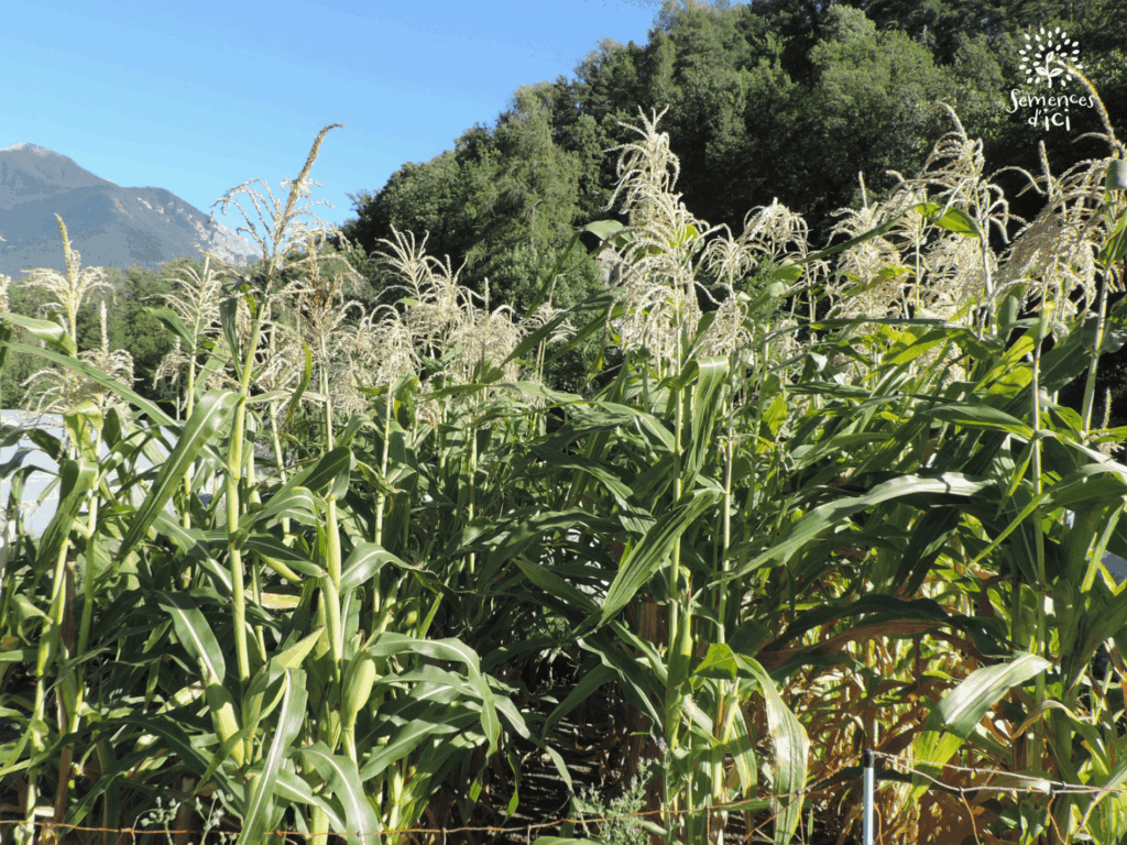 Dossier technique: production de semences de maïs doux