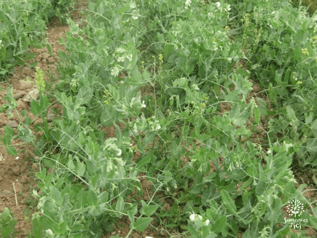 Dossier technique: production de semences de pois