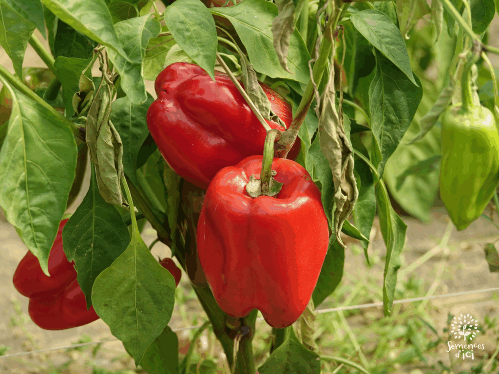 Dossier technique: production de semences de poivron