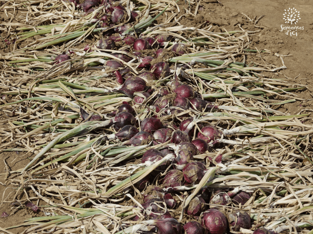 Dossier technique: production de semences d&rsquo;oignons