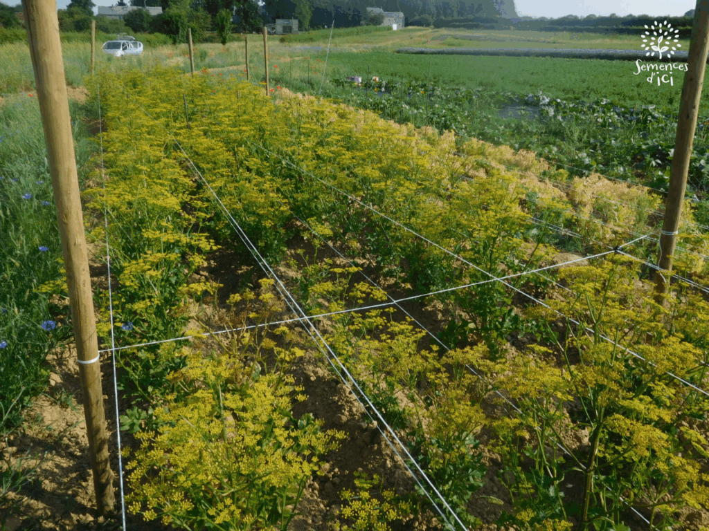 Dossier technique: production de semences de persil