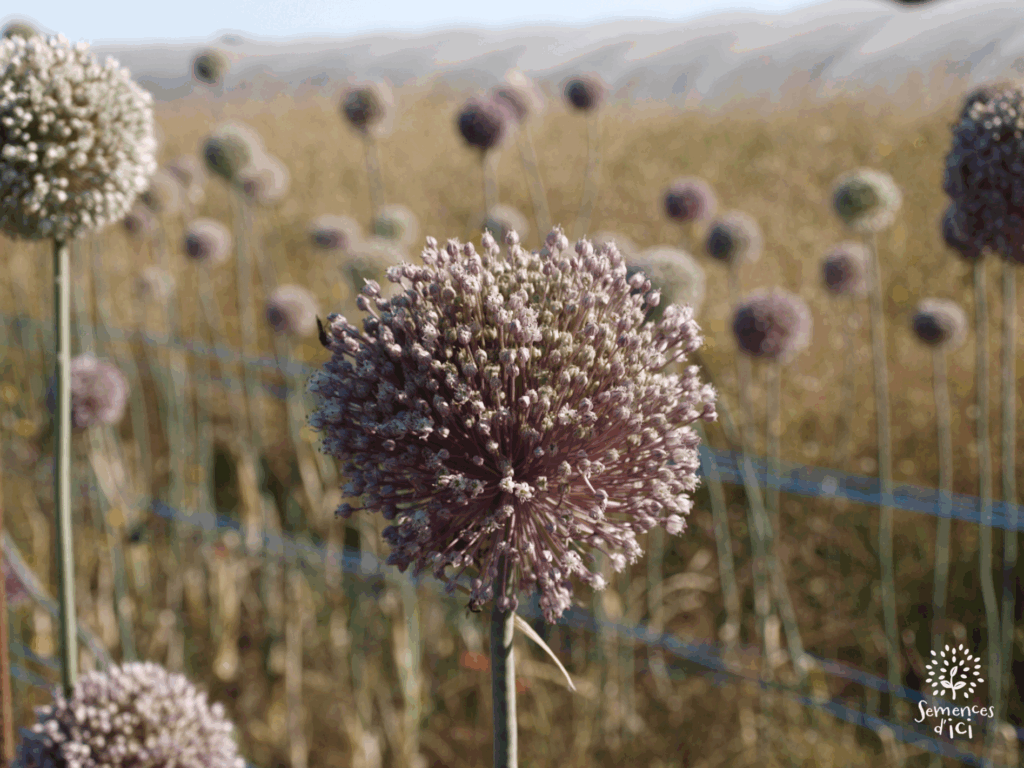 Dossier technique: production de semences de poireau