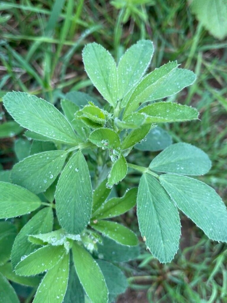 Conférence sur les techniques avancées en bio et le projet Fertiluz