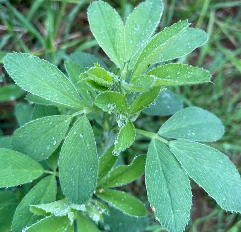Conférence sur les techniques avancées en bio et le projet Fertiluz