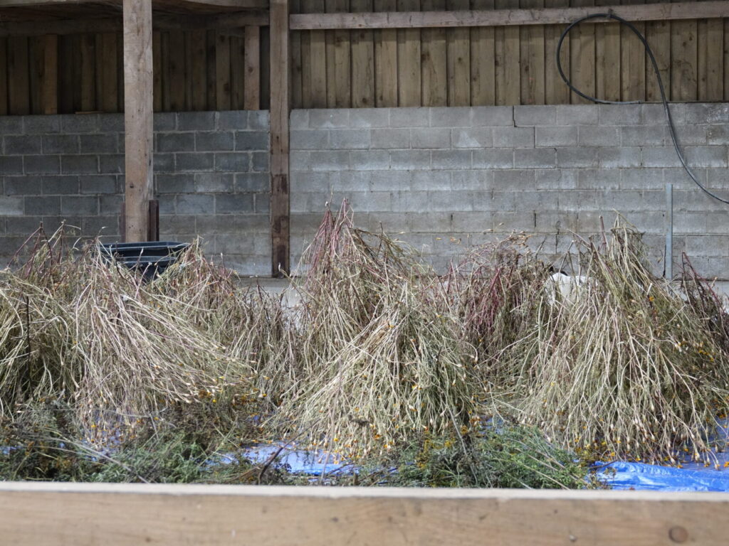 Dossier technique: Opérations post-récolte, Battage et tri des semences