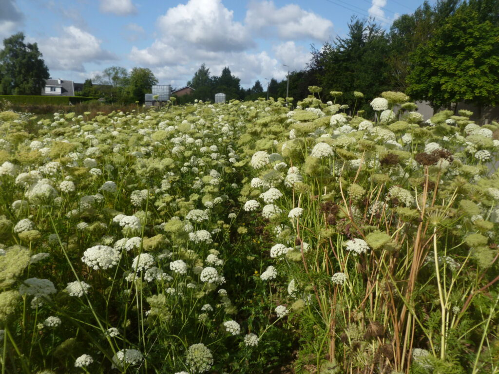 Dossier technique: Analyse financière de la production de semences de carottes