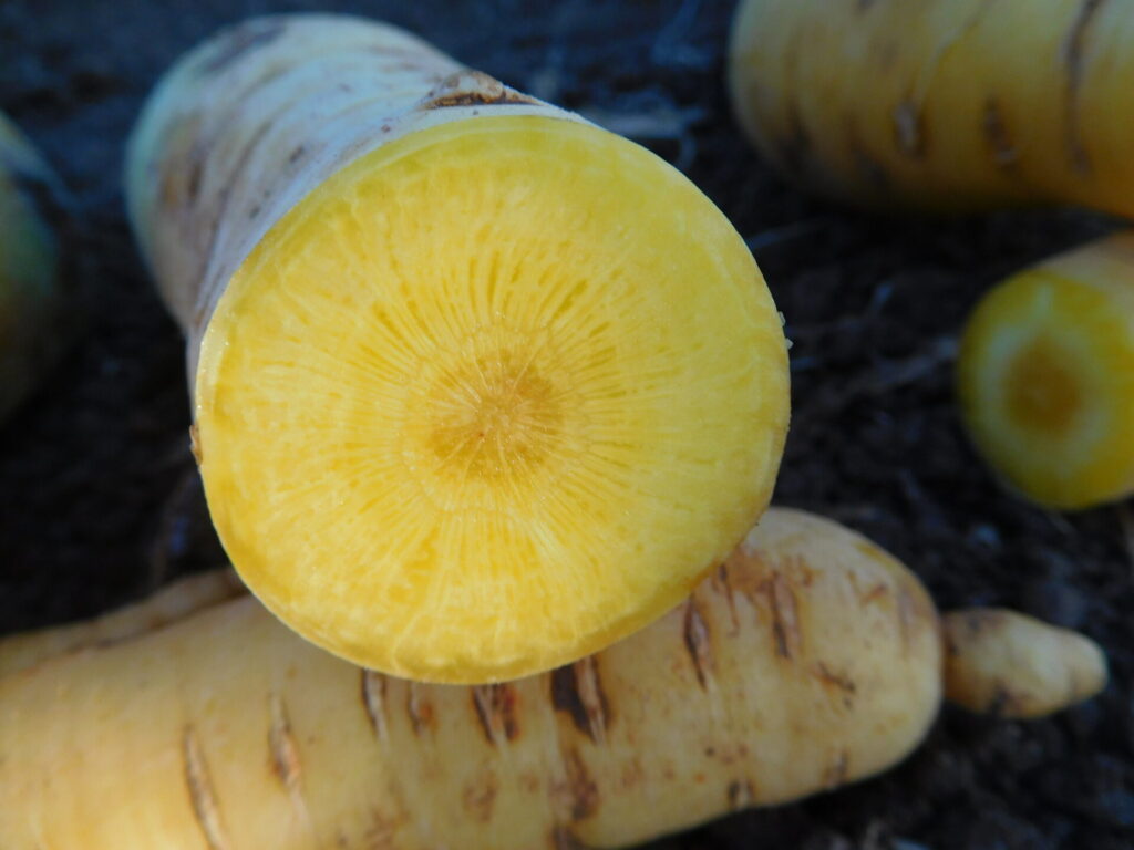 Dossier technique: Critères de sélection de variétés de carotte