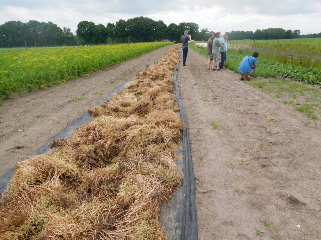 Dossier technique: Cartographie de la filière des semences