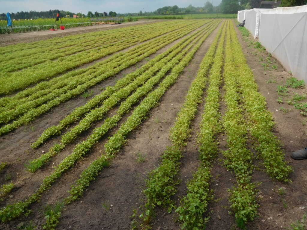 Dossier technique: le nombre de porte-graines en production de semences potagères.