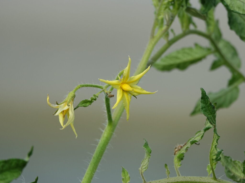 Dossier technique: Pollinisation et pureté variétale en production de semences potagères
