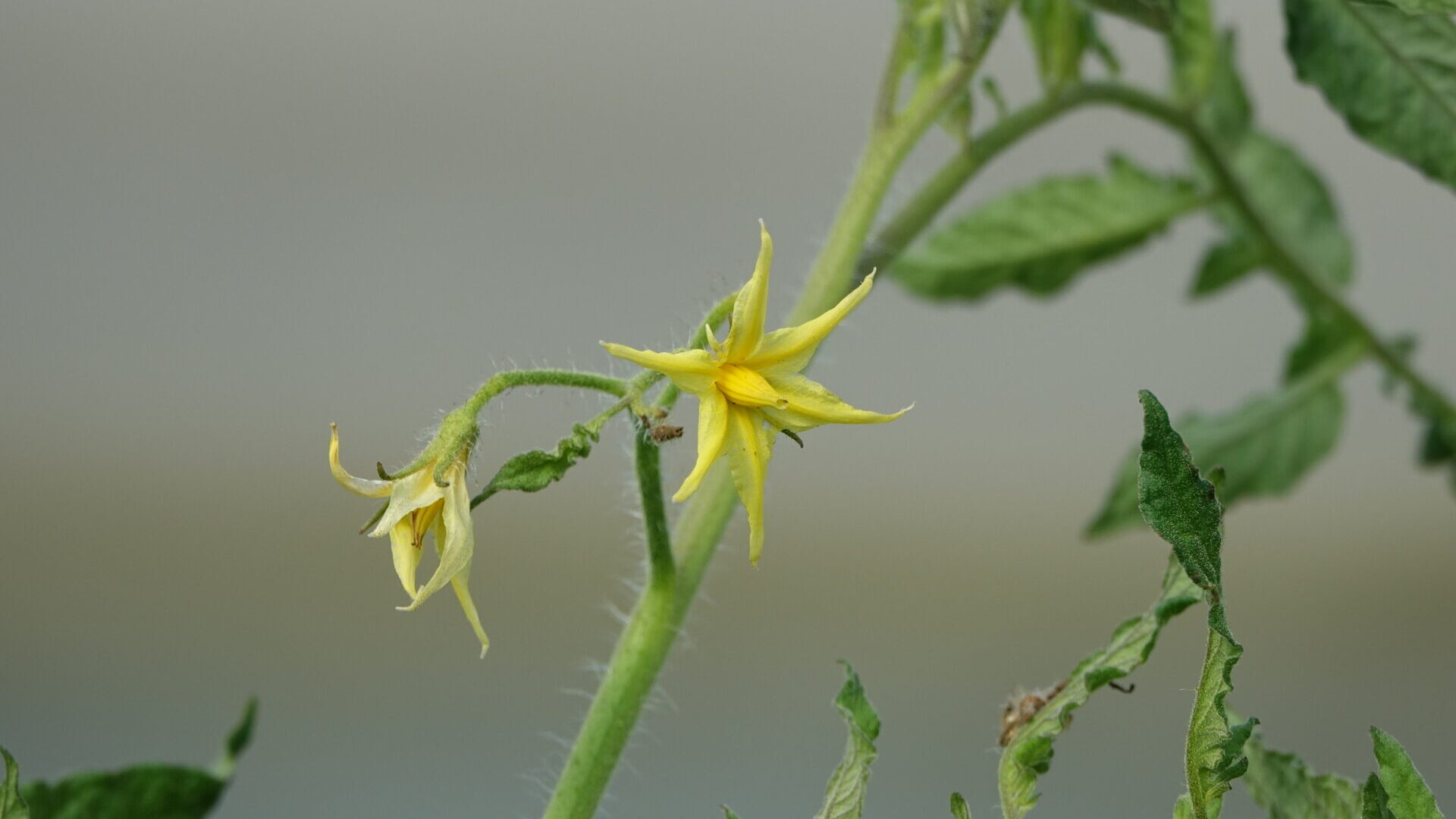 Outils techniques – BioCérès