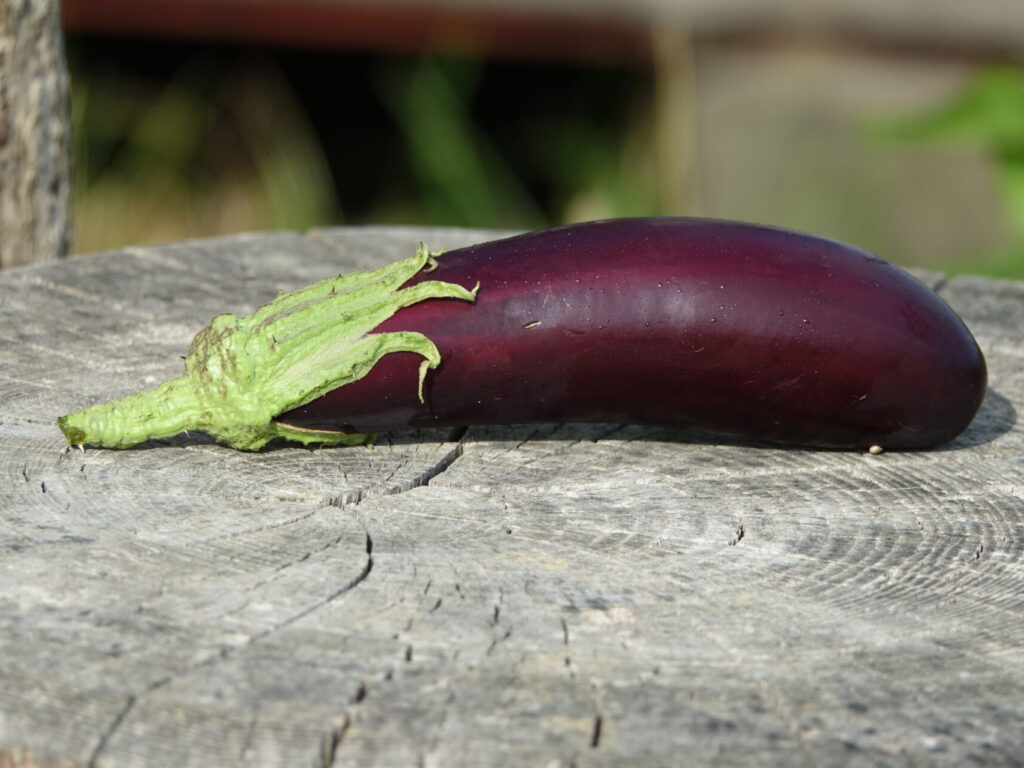 Dossier technique: production de semences d&rsquo;Aubergine