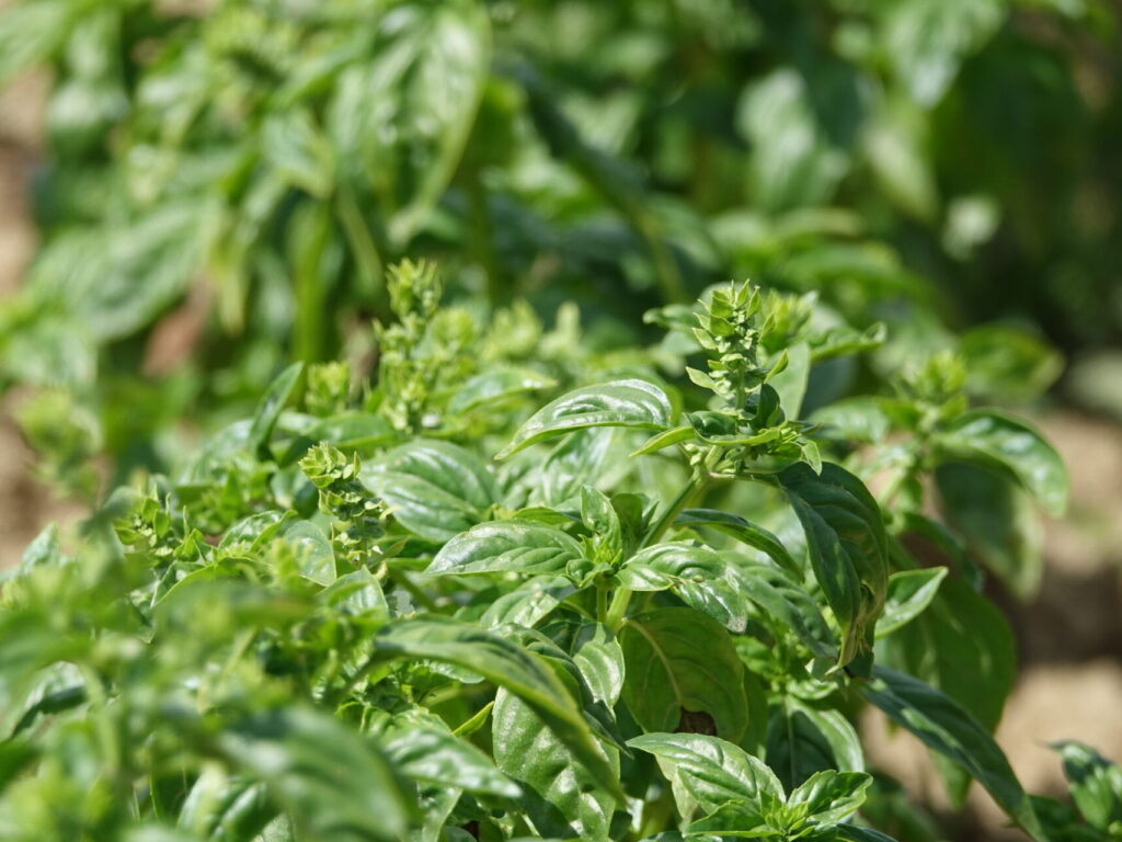 Dossier technique: production de semences de Basilic