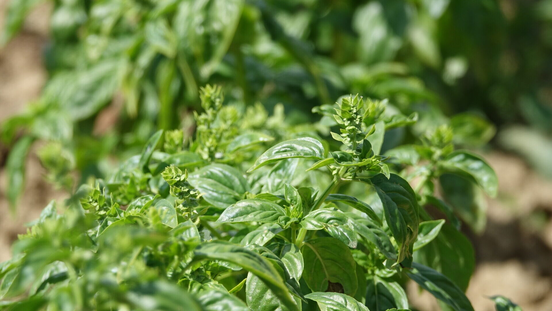 Outils techniques – BioCérès