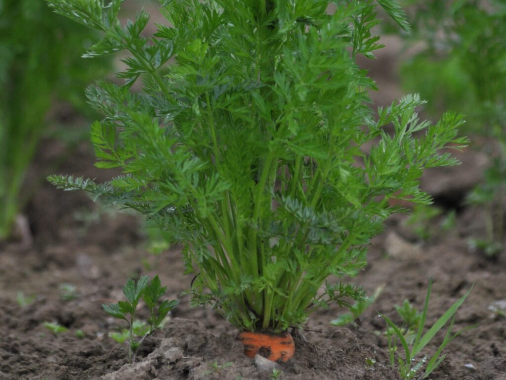 Dossier technique: production de semences de Carotte