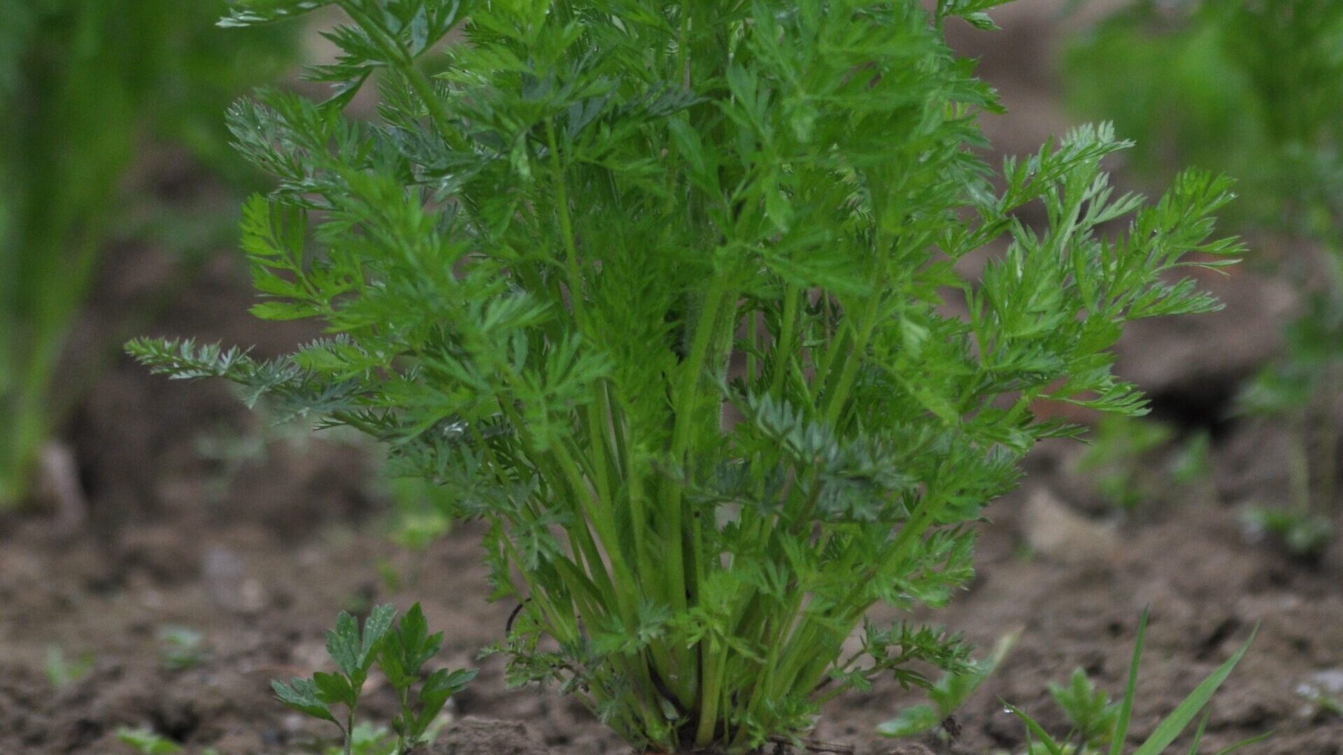 Outils techniques – BioCérès