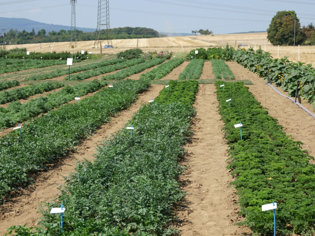 Dossier technique: S&rsquo;installer comme multiplicateur de semences