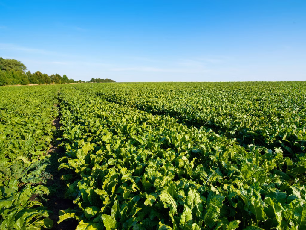 Une sucrerie bio dans les Hauts de France