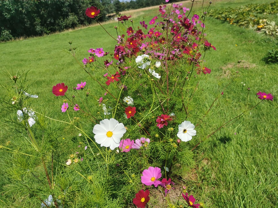 Coin de champ – Maraîchage bio, fleurs et plantes aromatiques