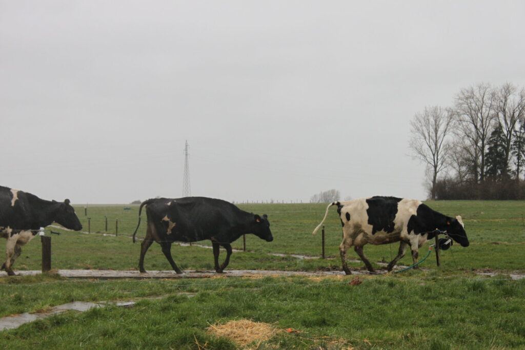 Coin de Prairie - pâturage tournant en système robotisé - Tournai