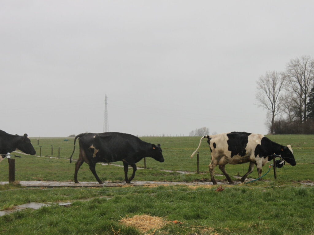 Coin de Prairie – pâturage tournant en système robotisé – Tournai