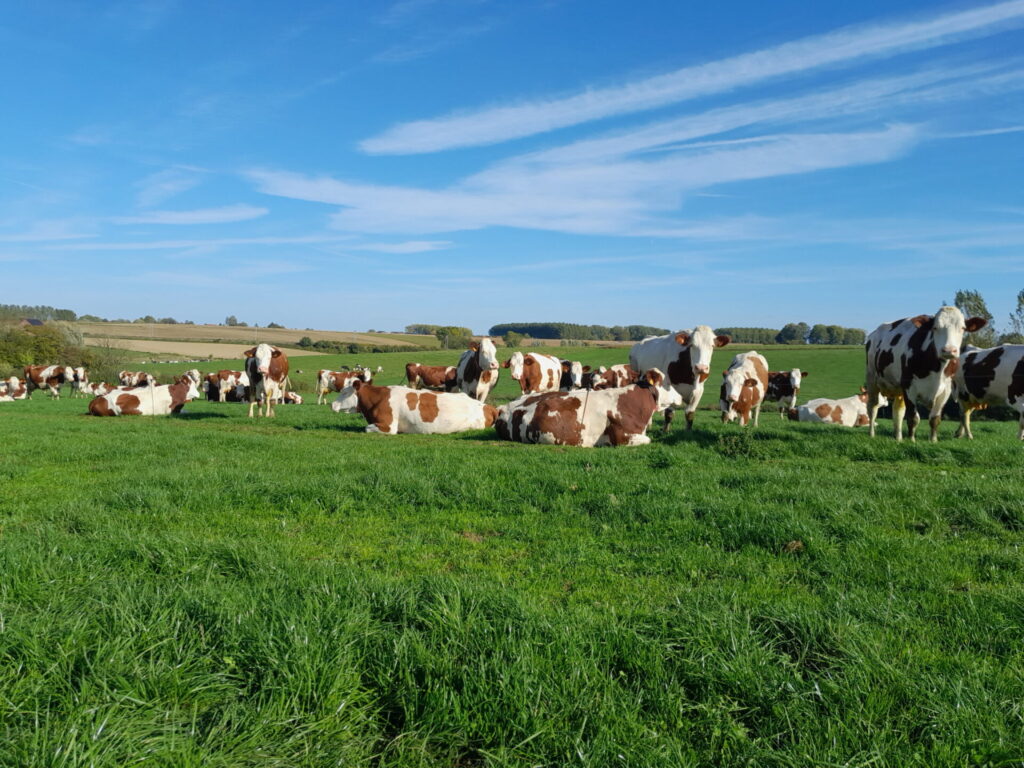 Coin de Prairie - pâturage tournant en système robotisé - Tournai