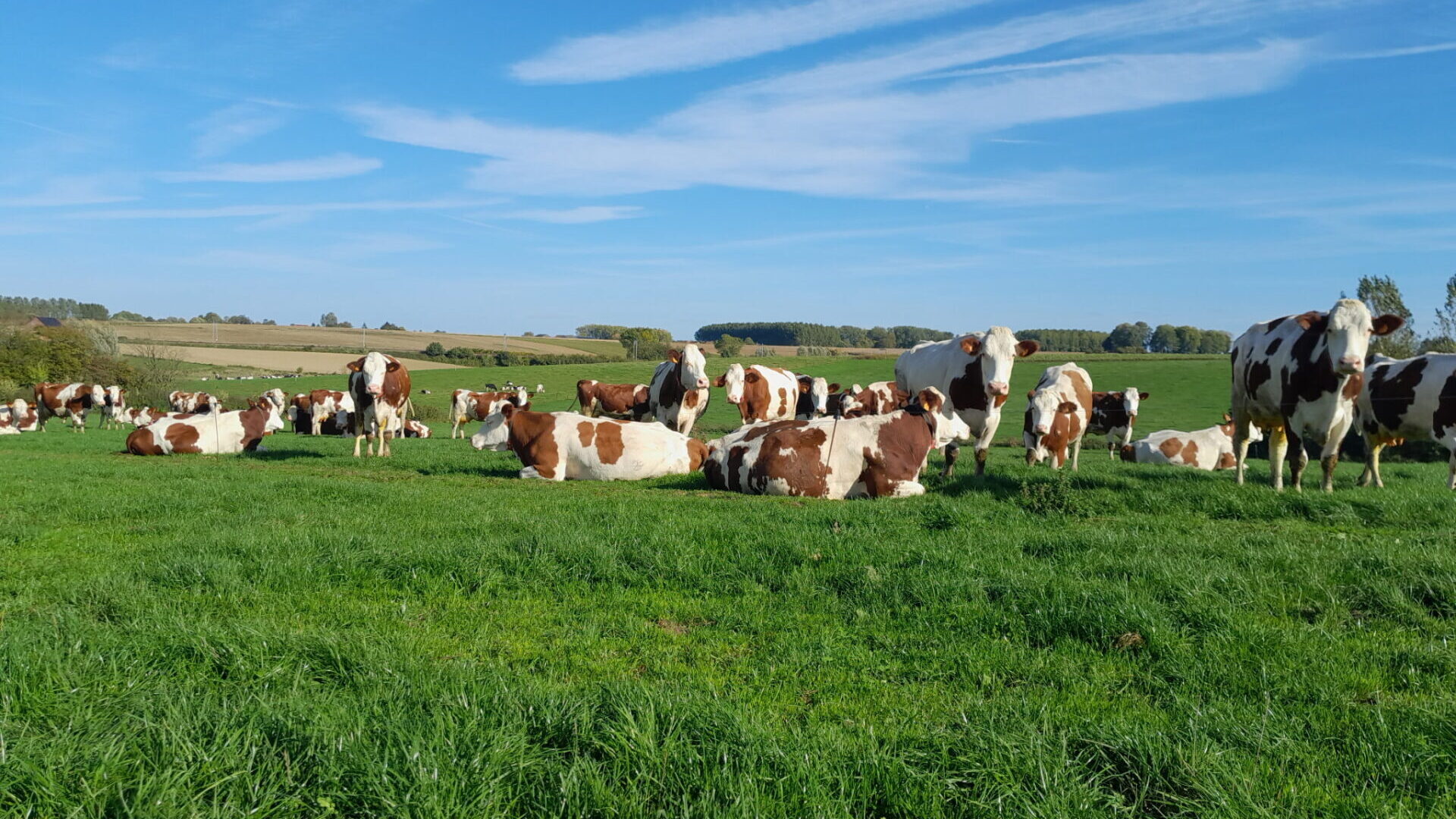 Les semences potagères en Wallonie : Comment développer la filière ?